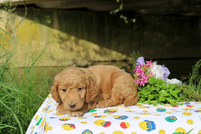 puppy, for, sale, Miniature Poodle,   Little Stream Estates LLC, dog, breeder, Lititz, PA, dog-breeder, puppy-for-sale, forsale, nearby, find, puppyfind, locator, puppylocator, aca